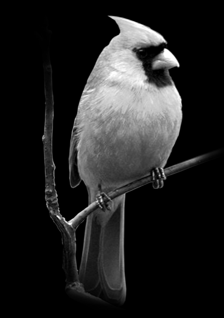 Animals 409