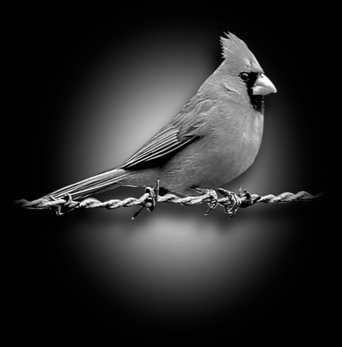 Animals 410