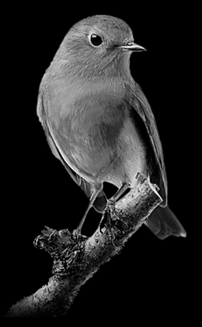 Animals 411
