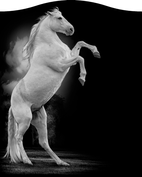 Animals 414