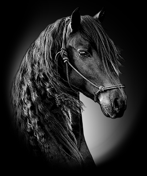 Animals 415