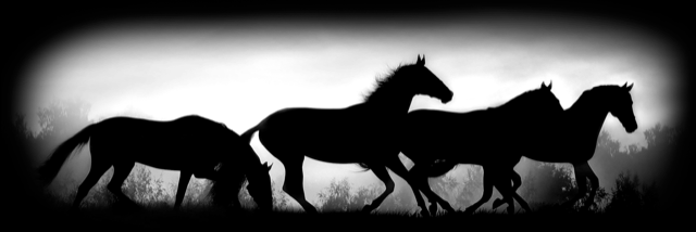 Animals 416