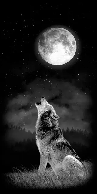 Animals 419