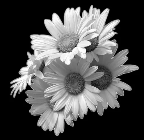 Floral 643