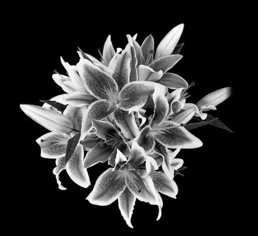 Floral 644