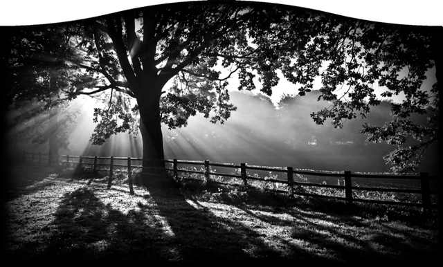 Trees 674